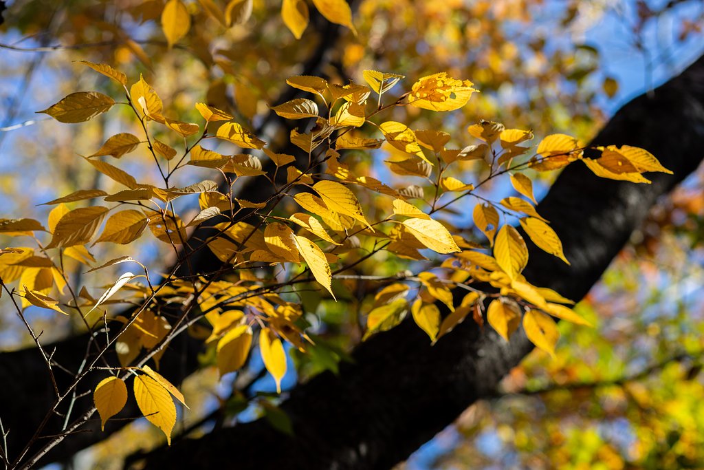 EF85mm f/1.8 USM
