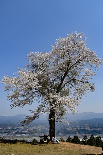 【桜花】ドライブ紀行  長野県高森町