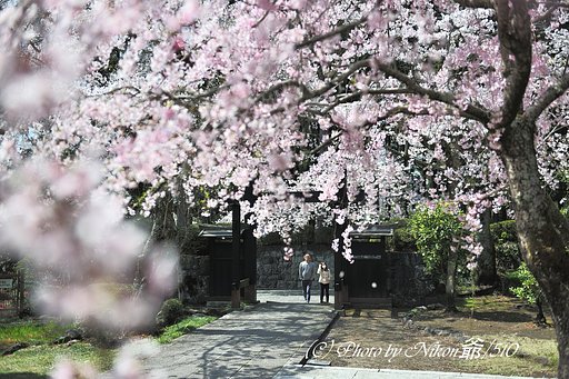 満開の春彩
