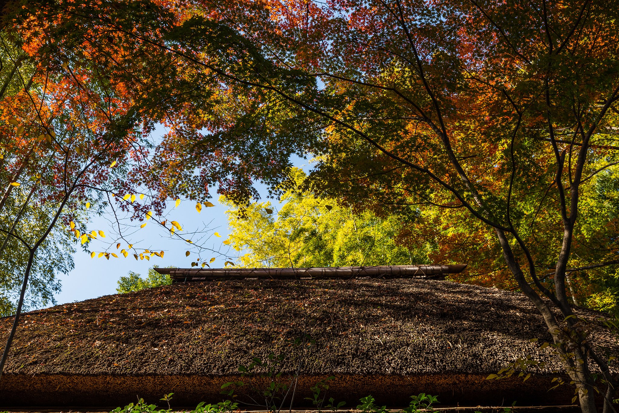 EF24-105mm f/4L IS USM