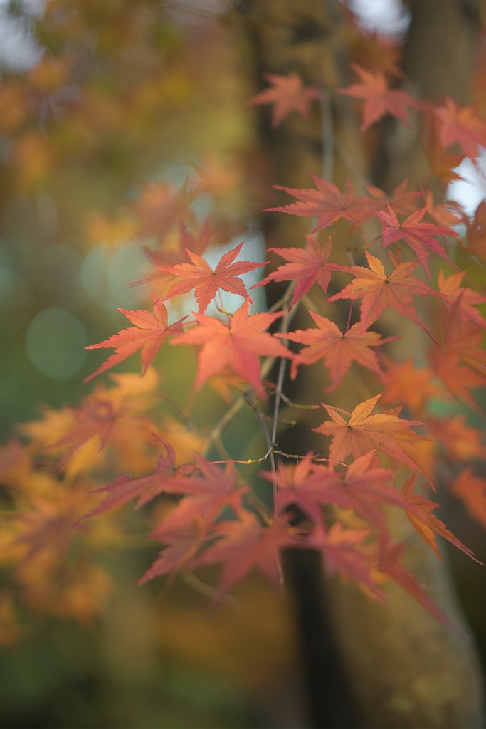 Milvus50mmF1.4 