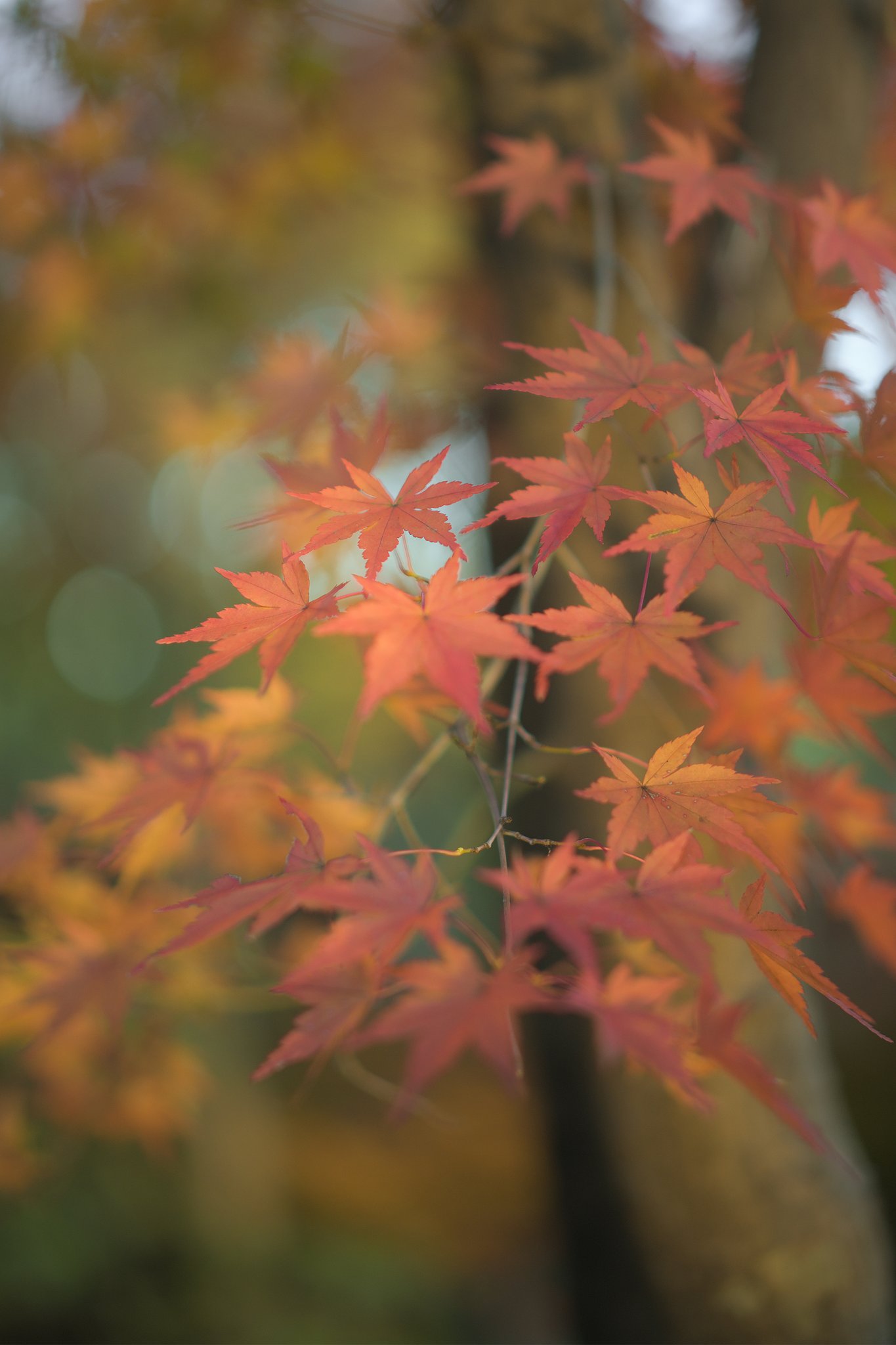 Milvus50mmF1.4 