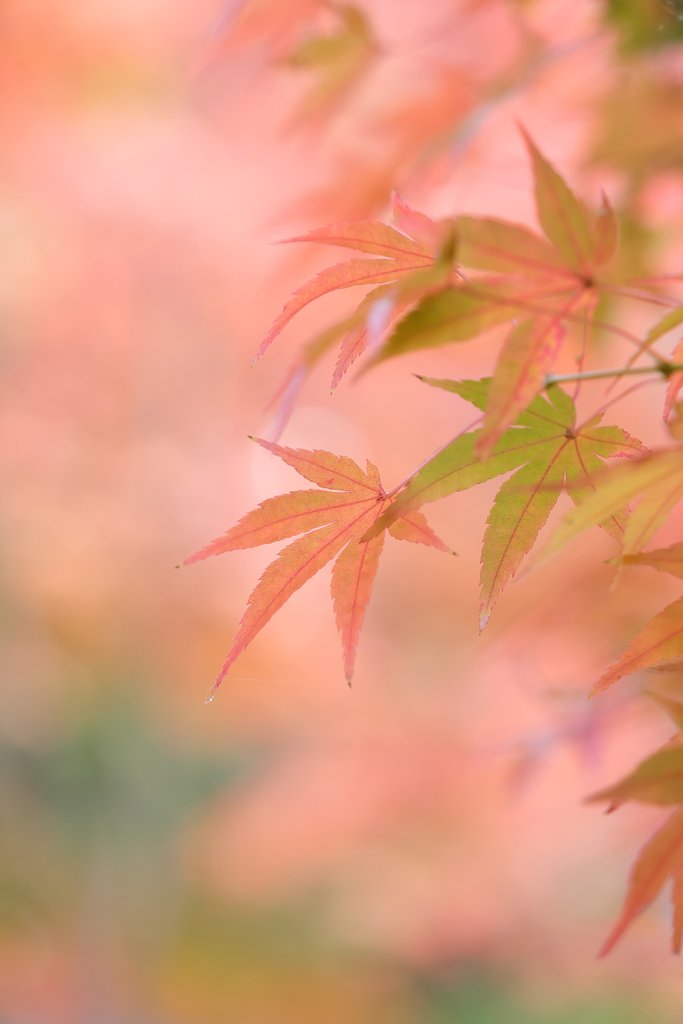 紅葉