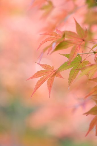 紅葉
