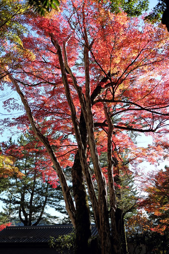 紅葉