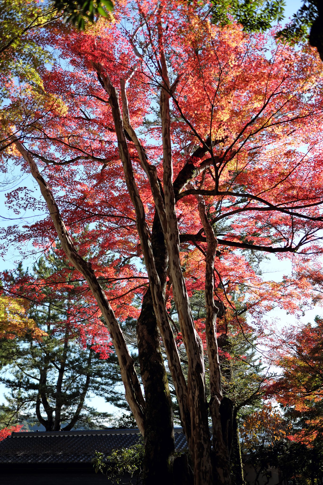 紅葉