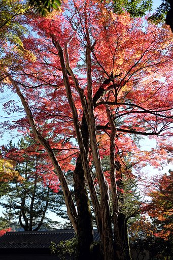 紅葉