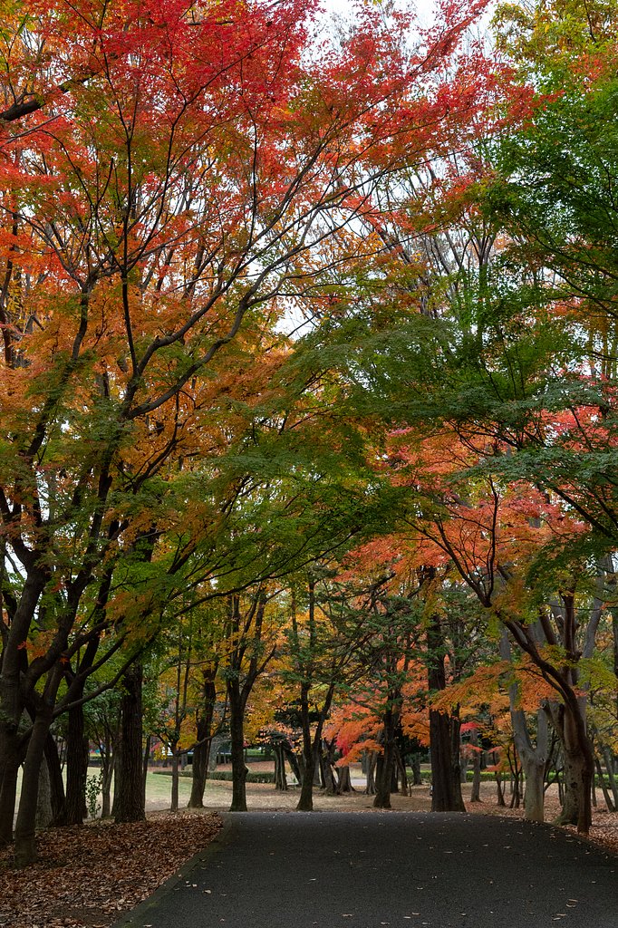 AF-S NIKKOR 24-120mm F4 G ED VR