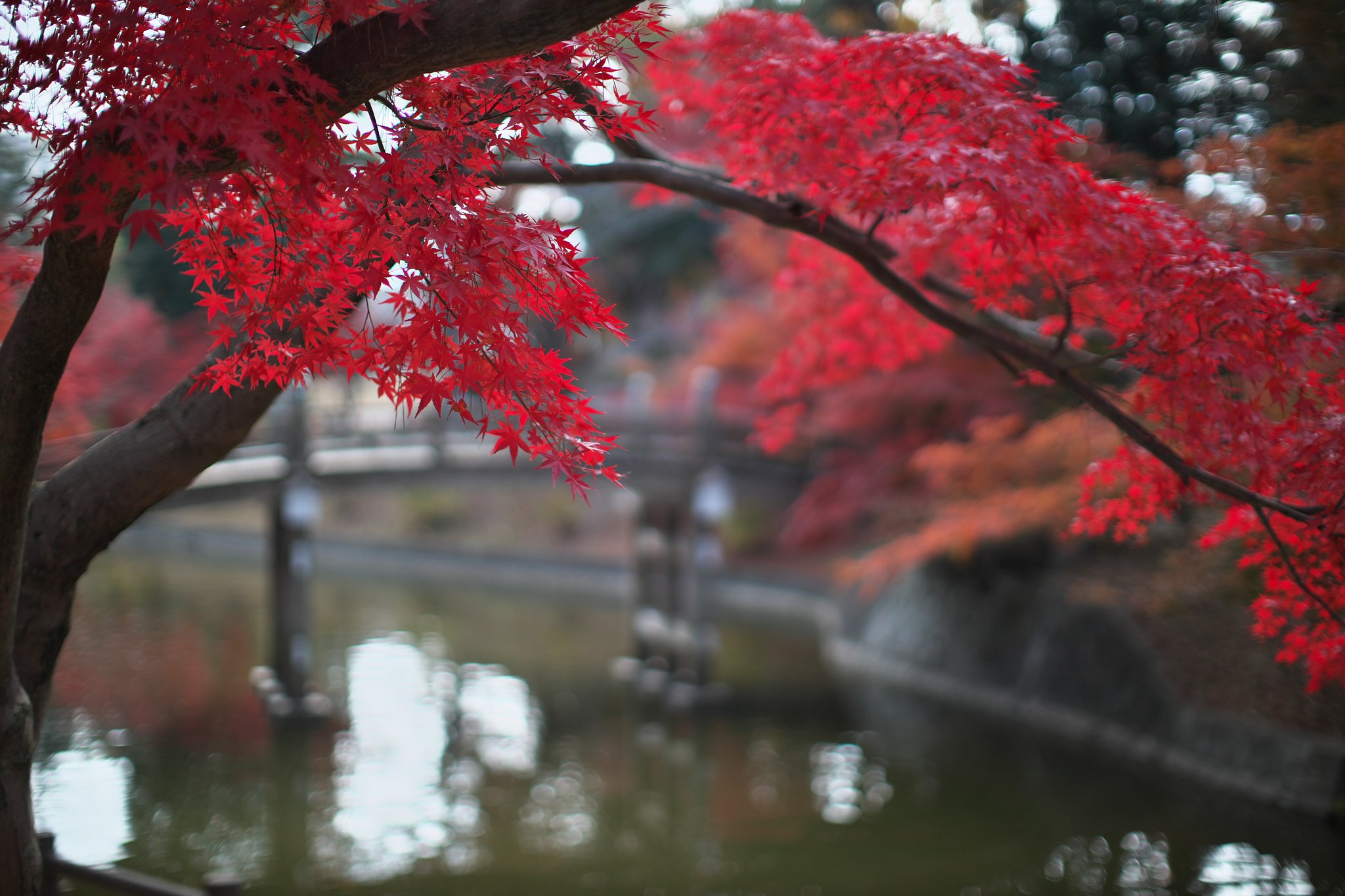 EF50mm F1.2 L
