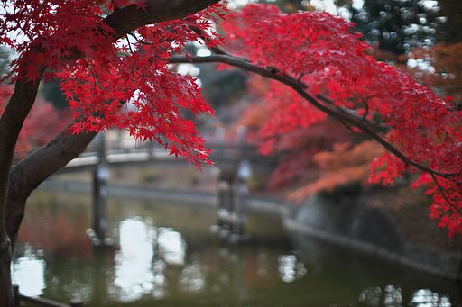EF50mm F1.2 L