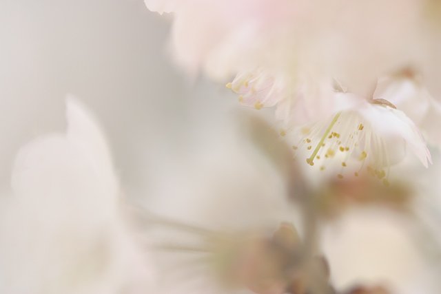 桜咲く