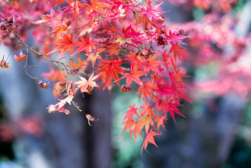 EF70-200mm f/4L IS USM