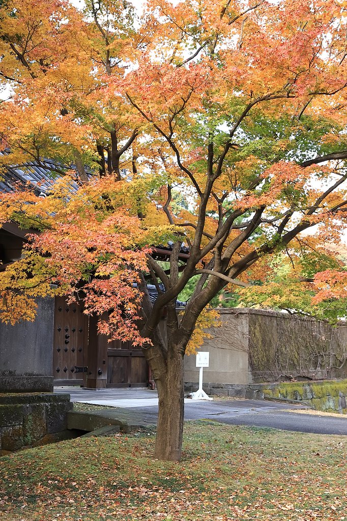 紅葉Ⅱ