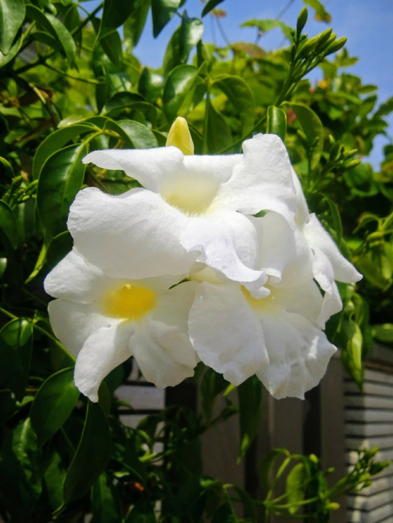 【散歩】夏の始まり