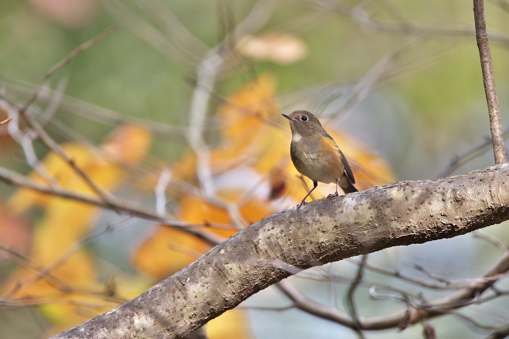 EF500mm F4L IS＋EF1.4xⅢ