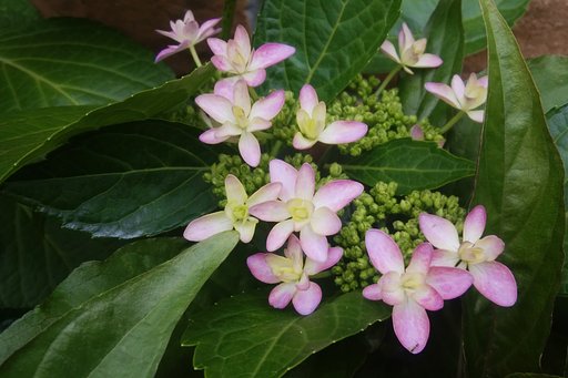 【散歩】紫陽花巡り2
