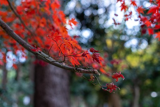EF50mm f/1.2L USM