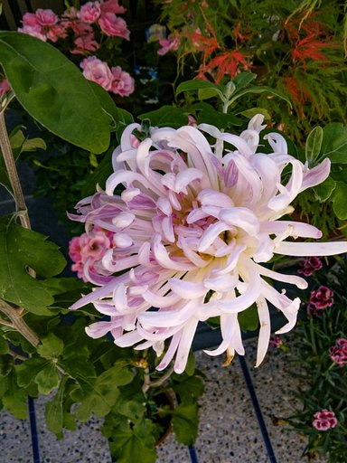 初夏の菊