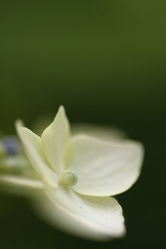 【散歩】紫陽花