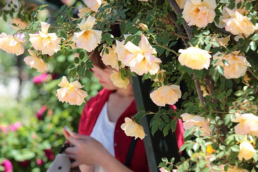 薔薇の便り、送信