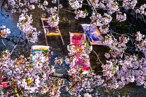 【桜花】さくらとのんぼり