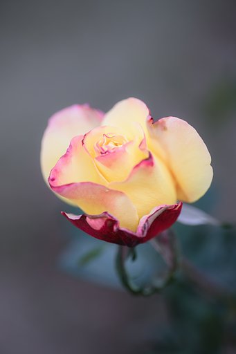 タムロン　90mmF2.8 マクロ
