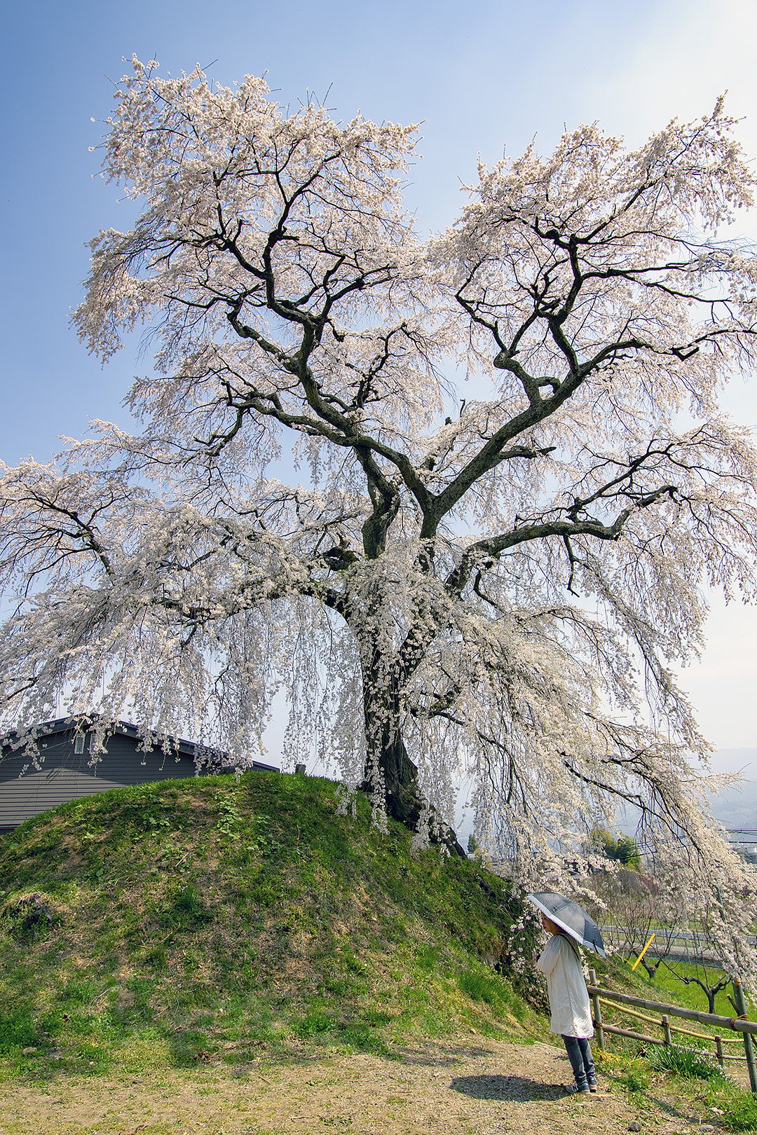 【桜花】ドライブ紀行　石塚桜