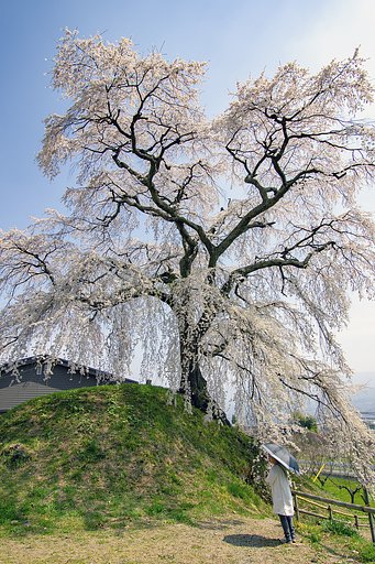 【桜花】ドライブ紀行　石塚桜