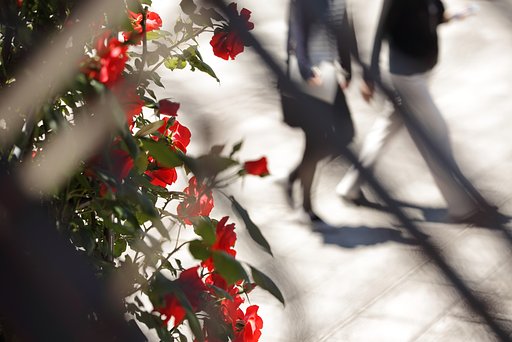 薔薇が見る白昼夢