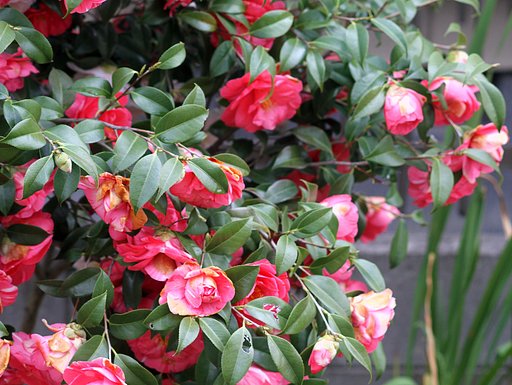 椿の花