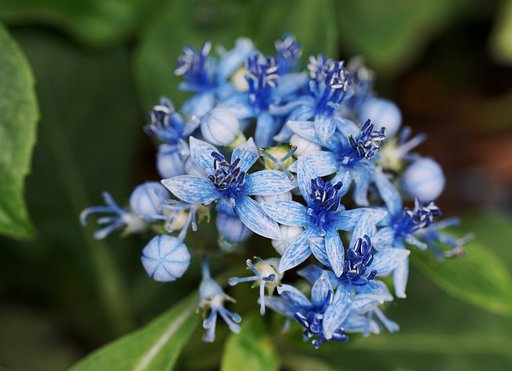 常緑紫陽花
