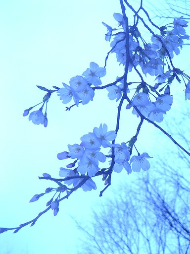 蒼い風
