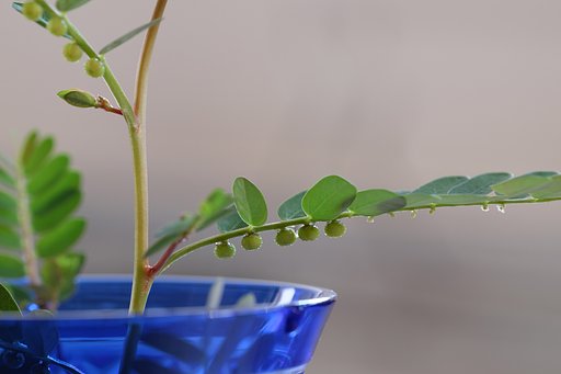 草