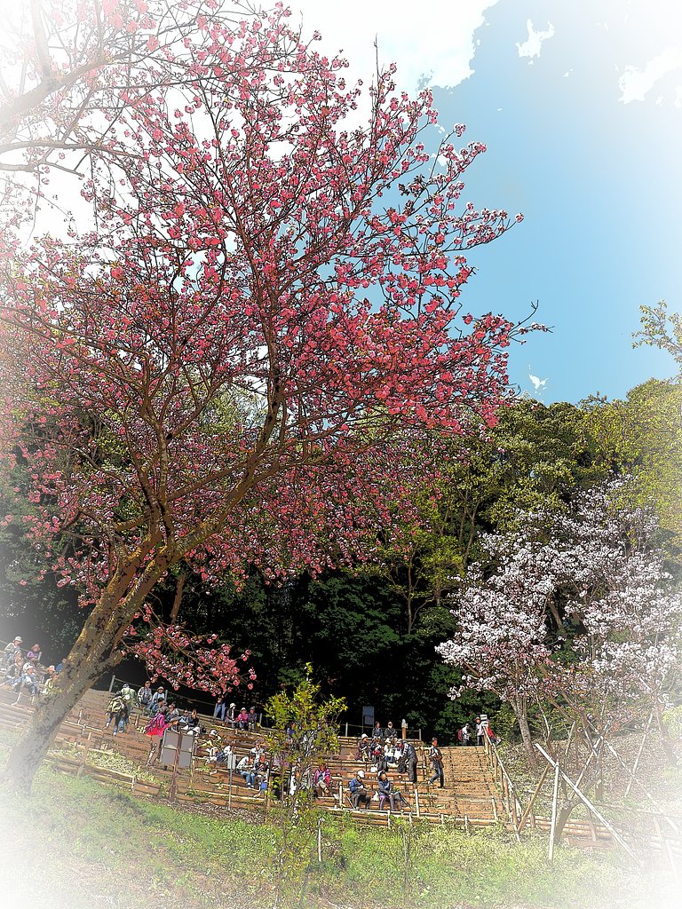 坂のある風景～多摩森林科学園～