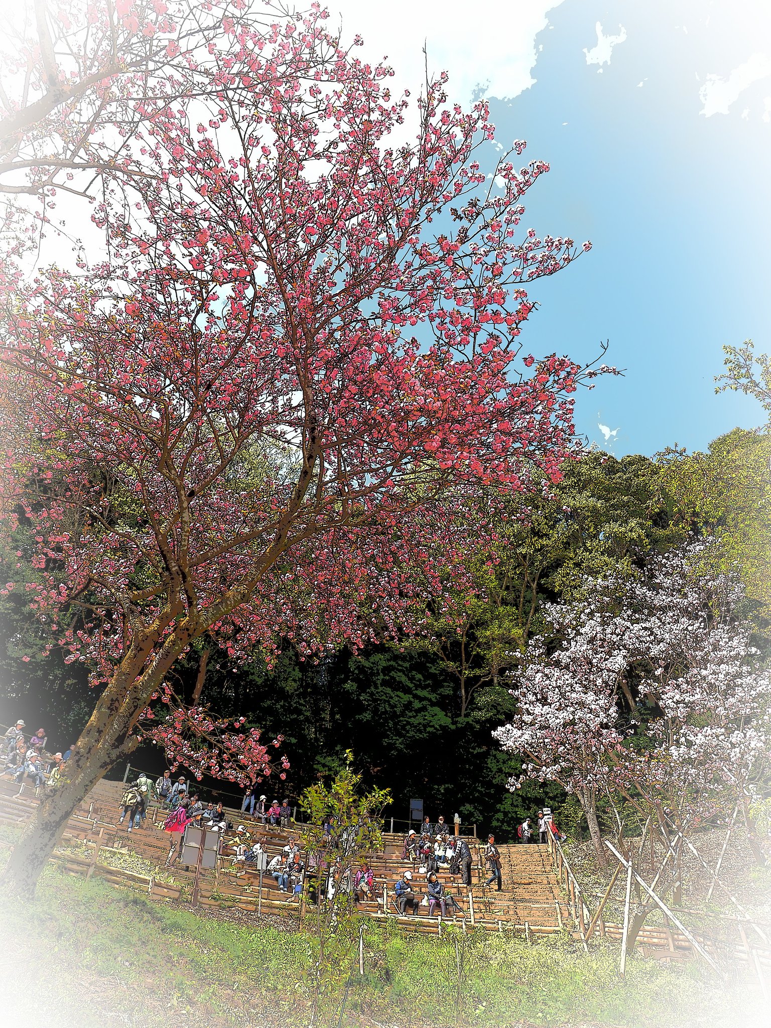 坂のある風景～多摩森林科学園～