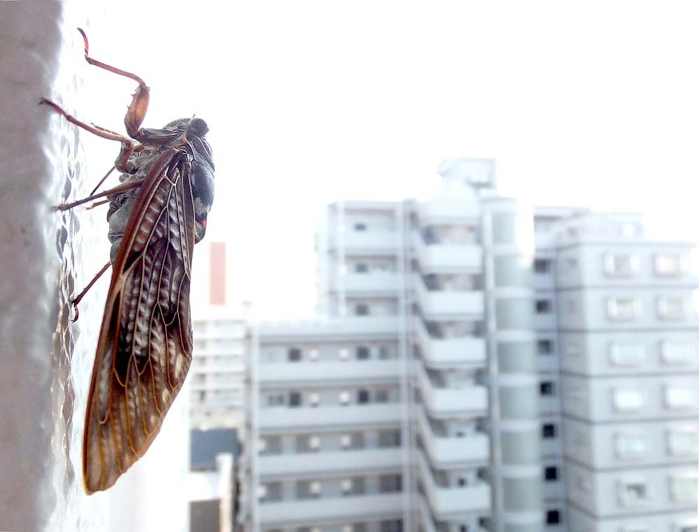 残暑見舞い