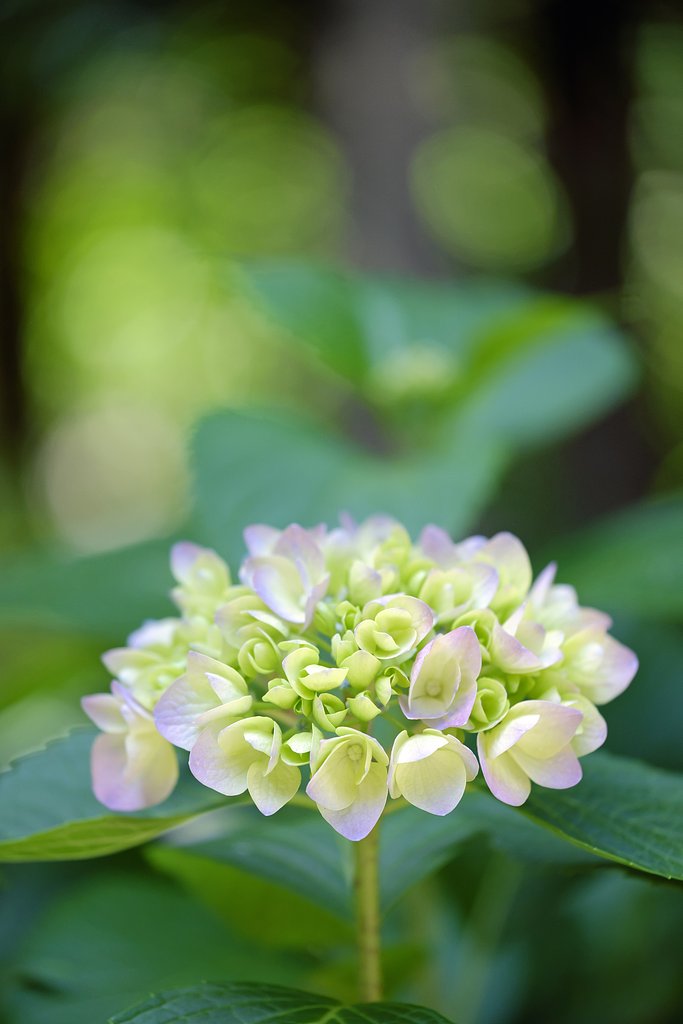 紫陽花