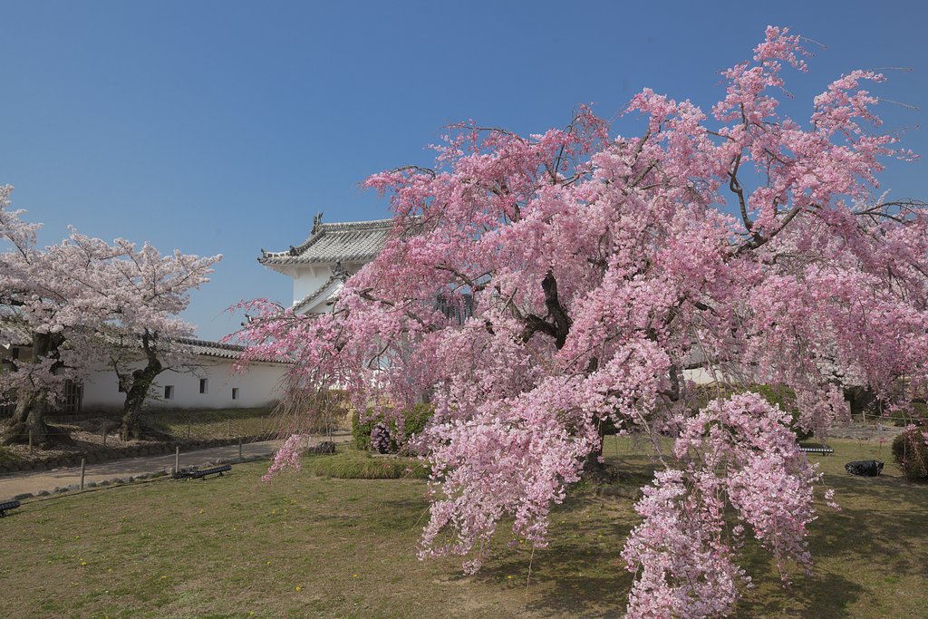しだれ桜