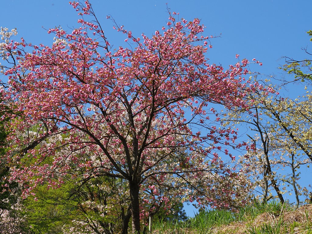 桜の展覧会