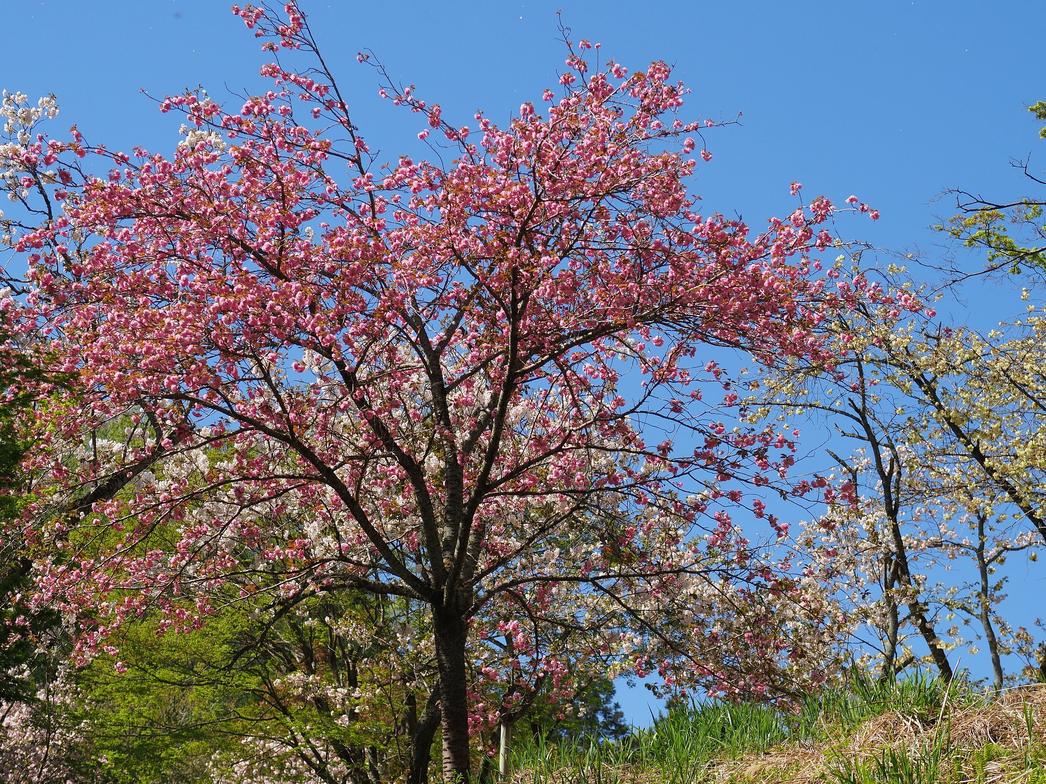桜の展覧会
