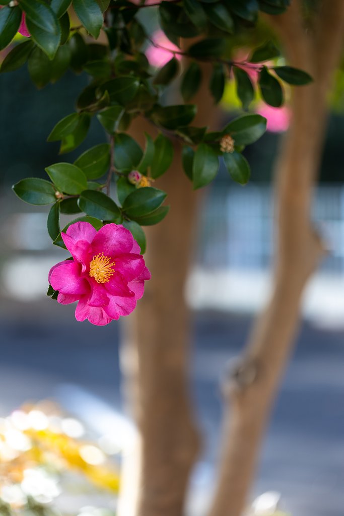 EF100mm f/2.8L Macro IS USM