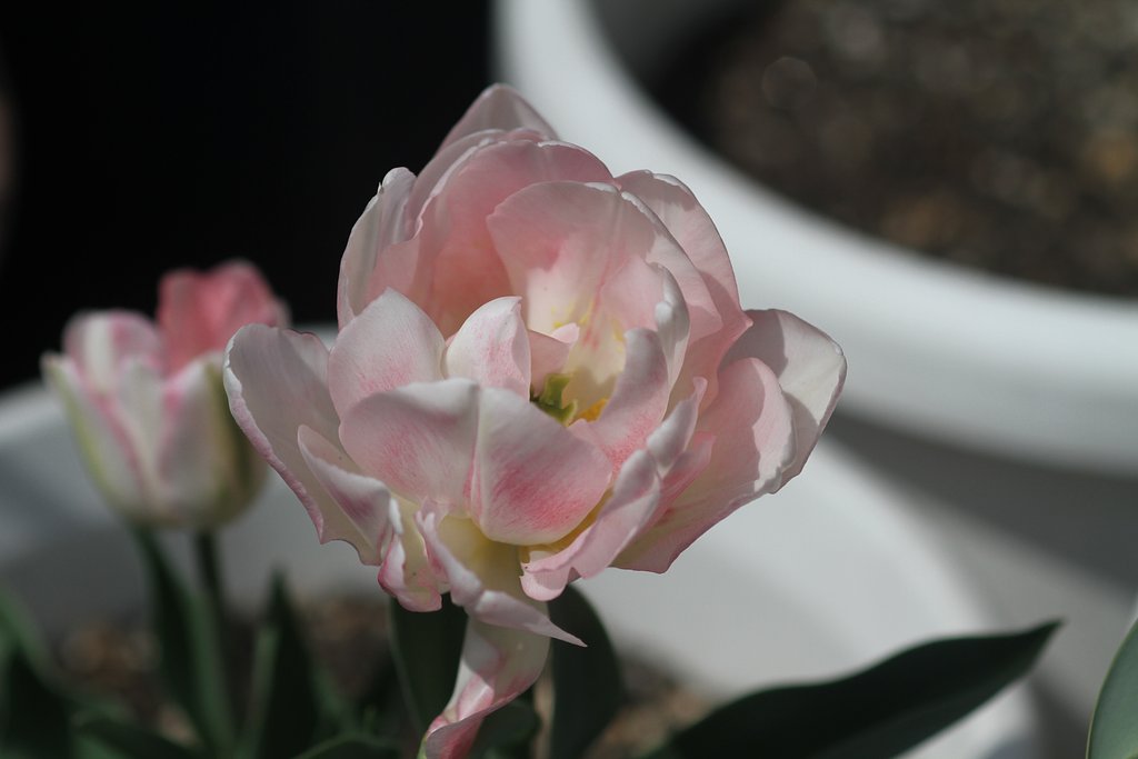 八重のチューリップ　薄いピンク