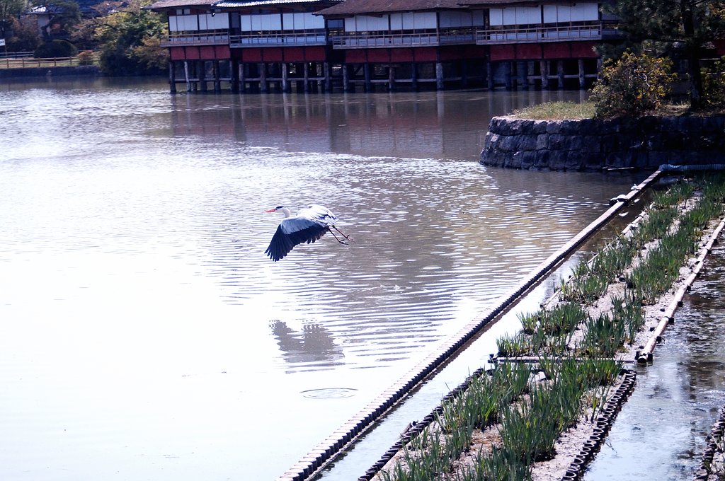 アオサギが飛んだ!