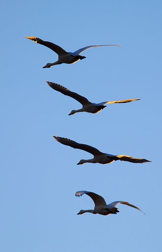 白鳥の舞