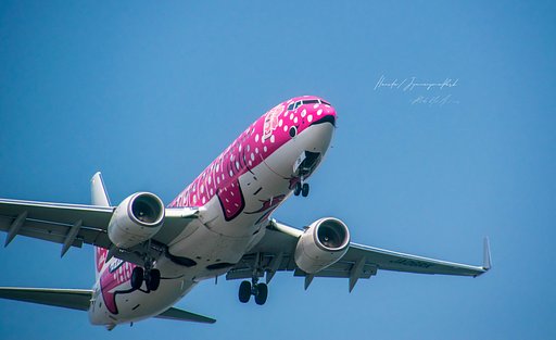 桜ジンベエさん