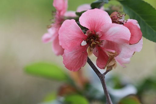 木瓜