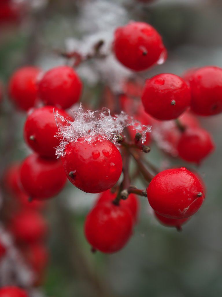 ED 30mm F3.5 Macro