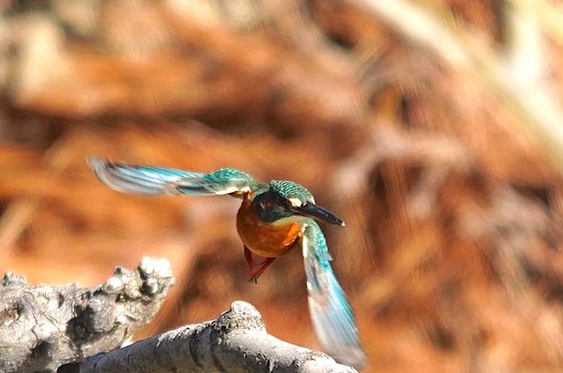 カワセミちゃん羽ばたき