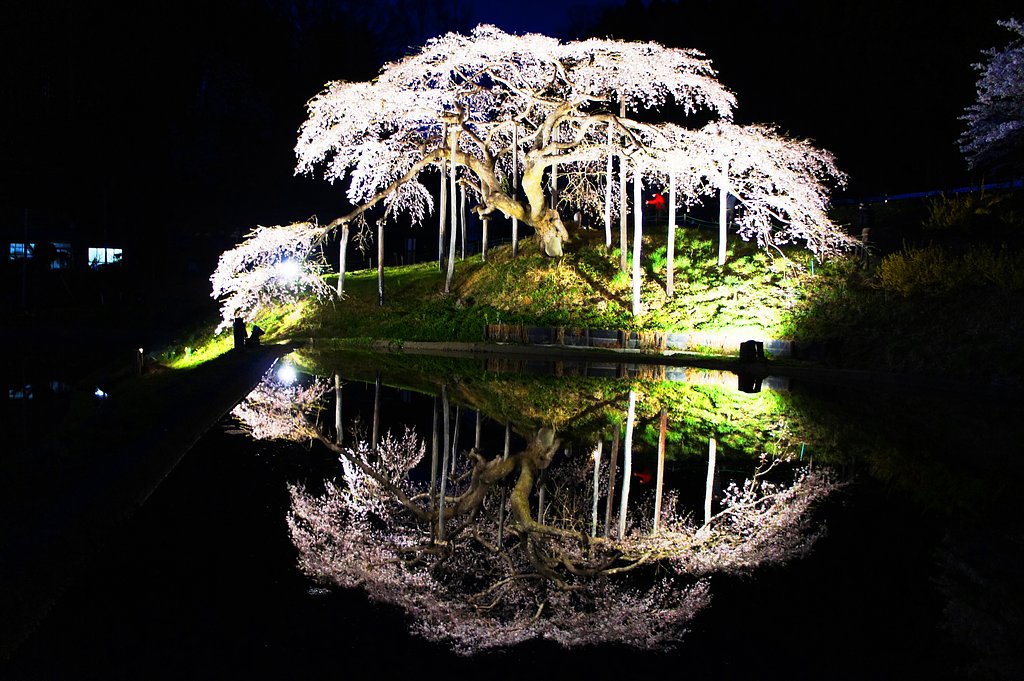 中島の地蔵桜