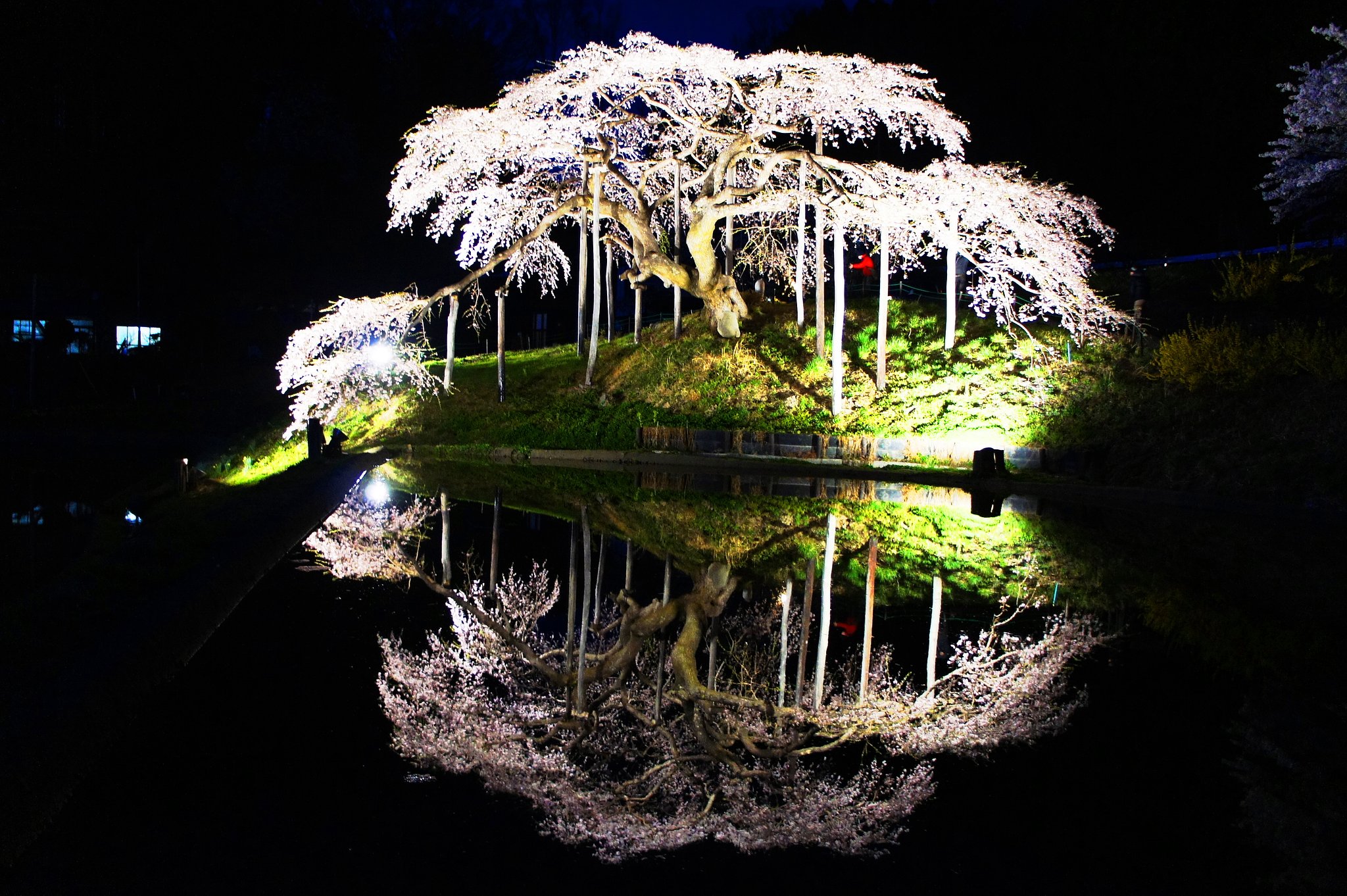 中島の地蔵桜